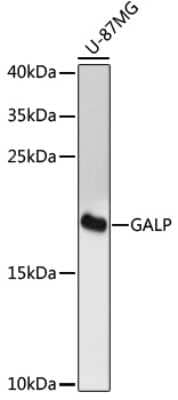 Western Blot: GALP Antibody [NBP3-04896] - Analysis of extracts of U-87MG cells, using GALP antibody at 1:3000 dilution. Secondary antibody: HRP Goat Anti-Rabbit IgG (H+L) at 1:10000 dilution. Lysates/proteins: 25ug per lane. Blocking buffer: 3% nonfat dry milk in TBST. Detection: ECL Enhanced Kit