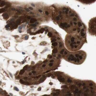 Immunohistochemistry-Paraffin: GALT Antibody [NBP1-86133] - Staining of human placenta.