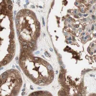 Immunohistochemistry-Paraffin: GALT Antibody [NBP1-86133] - Staining of human kidney.