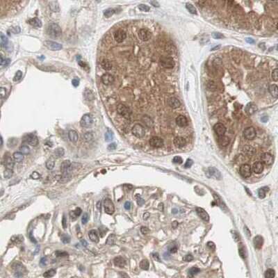 Immunohistochemistry-Paraffin: GALT Antibody [NBP1-86138] - Staining of human kidney.