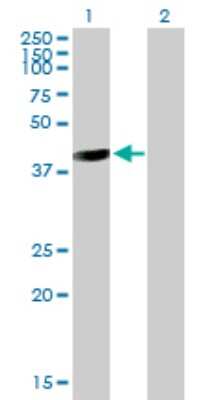 Western Blot: GALT Antibody [H00002592-B01P] - Analysis of GALT expression in transfected 293T cell line by GALT polyclonal antibody.  Lane 1: GALT transfected lysate(41.69 KDa). Lane 2: Non-transfected lysate.