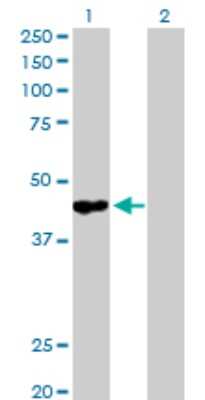 Western Blot: GALT Antibody [H00002592-D01P] - Analysis of GALT expression in transfected 293T cell line by GALT polyclonal antibody.Lane 1: GALT transfected lysate(43.40 KDa).Lane 2: Non-transfected lysate.