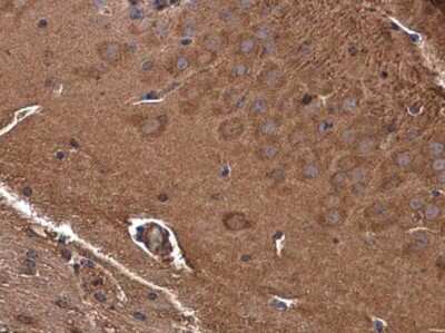 Immunohistochemistry-Paraffin: GAMT Antibody [NBP3-12967] - GAMT antibody detects GAMT protein at cytoplasm in mouse brain by immunohistochemical analysis. Sample: Paraffin-embedded mouse brain. GAMT antibody (NBP3-12967) diluted at 1:500. Antigen Retrieval: Citrate buffer, pH 6.0, 15 min