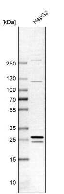 Western Blot: GAMT Antibody [NBP2-14036] - Analysis in human cell line HepG2.