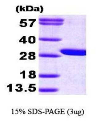 SDS-Page: Recombinant Human GAMT Protein [NBP1-30287] - GAMT, 28.4 kDa (256aa), confirmed by MALDI-TOF with a purity of 95% by SDS - PAGE