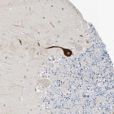 Immunohistochemistry: GAP1m Antibody [NBP2-32019] - Staining of human cerebellum shows strong cytoplasmic positivity in Purkinje cells.