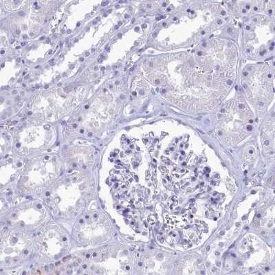 Immunohistochemistry-Paraffin: GAPDH-2 Antibody [NBP2-31925] - Staining of human kidney shows low expression as expected.