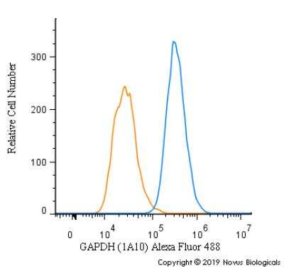 Flow Cytometry: GAPDH Antibody (1A10) [Alexa Fluor® 488] [NBP1-47339AF488] - An intracellular stain was performed on U-87 cells with GAPDH [1A10] Antibody NBP1-47339AF488 (blue) and a matched isotype control (orange). Cells were fixed with 4% PFA and then permeabilized with 0.1% saponin. Cells were incubated in an antibody dilution of 5 ug/mL for 30 minutes at room temperature. Both antibodies were conjugated to Alexa Fluor 488.