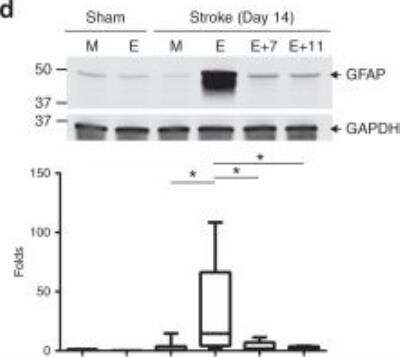 Western Blot: GAPDH Antibody (6C5cc) [DyLight 680] [NB600-502FR] - Protein expression levels of GFAP (d), were quantified by immunoblotting in sham and ischemic stroke animals at day 14 post-stroke in mock (M) and EcoHIV-infected (E) mice that were treated with ART-7 (E+7) or ART-11 (E+11). Representative blots are shown, and quantified results are illustrated on the bar graphs. GAPDH was used as a loading control. Image collected and cropped by CiteAb from the following publication (nature.com/articles/s41467-019-10046-x), licensed under a CC-BY license.