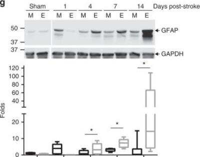 Western Blot: GAPDH Antibody (6C5cc) [DyLight 680] [NB600-502FR] - Time course of GFAP (g) protein expression levels as quantified by western blotting in sham and ischemic stroke animals at days 1, 4, 7, and 14 post-stroke in mock (M) and EcoHIV-infected (E) mice. Representative blots are shown, and quantified results are illustrated on the bar graphs. GAPDH was used as a loading control. Image collected and cropped by CiteAb from the following publication (nature.com/articles/s41467-019-10046-x), licensed under a CC-BY license.