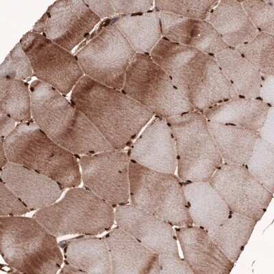 <b>Genetic Strategies Validation. </b>Immunohistochemistry-Paraffin: GAPDH Antibody (CL3265) [NBP2-59025] - Staining of human skeletal muscle shows moderate cytoplasmic and strong nuclear immunoreactivity in muscle fibers.