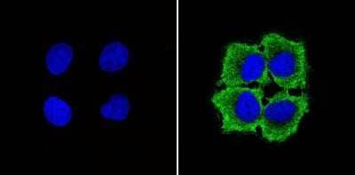 Immunocytochemistry/Immunofluorescence: GAPDH Antibody (GA1R) [NBP2-37828] - Analysis of GAPDH (green) showing staining in the in the cytoplasm of MCF-7 cells (right) compared to a negative control without primary antibody (left).