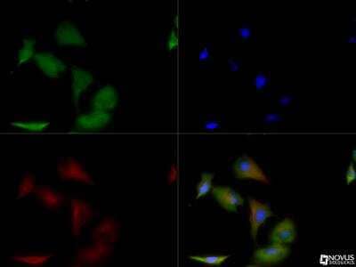 Immunocytochemistry/Immunofluorescence: GAPDH Antibody [NB300-324] - GAPDH antibody was tested in Hela cells with DyLight 488 (green). Nuclei and alpha-tubulin were counterstained with DAPI (blue) and Dylight 550 (red).