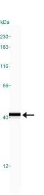 Simple Western: GAPDH Antibody [NB300-324] - Simple Western lane view shows a specific band for GAPDH in 1.0 mg/ml of HeLa lysate.  This experiment was performed under reducing conditions using the 12-230 kDa separation system. Note: band observed higher than predicted molecular weight of 36 kDa.