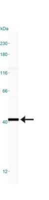 Simple Western: GAPDH Antibody [NB300-326] - Simple Western lane view shows a specific band for GAPDH in 1.0 mg/ml of HeLa lysate.  This experiment was performed under reducing conditions using the 12-230kDa separation system.