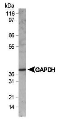 Western Blot: GAPDH Antibody [NB300-323] - Western blot analysis of GAPDH (NB300-323) using NIH3T3 whole cell lysate [NB800-PC8]. Theoretical molecular weight: 36 kDa