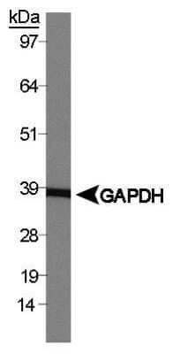 Western Blot: GAPDH Antibody [NB300-323] - Western blot analysis of GAPDH (NB300-323) using whole normal mouse brain lysate [NB820-59657]. Note: band observed higher than predicted molecular weight of 36 kDa.