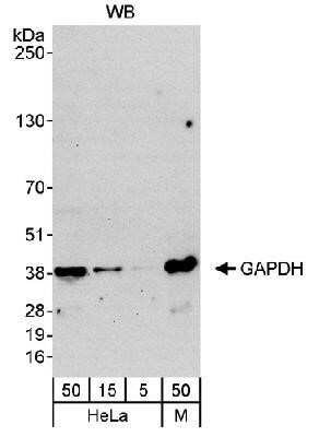 Western Blot: GAPDH Antibody [NB300-323] - Detection of Human and Mouse GAPDH, theoretical molecular weight of 36 kDa. Whole cell lysate from HeLa (5, 15 and 50 mcg) and mouse NIH3T3 (M; 50 mcg). Another Affinity purified rabbit anti-GAPDH antibody  used at 0.04 mcg/mL.  Chemiluminescence with an exposure time of 30 seconds.