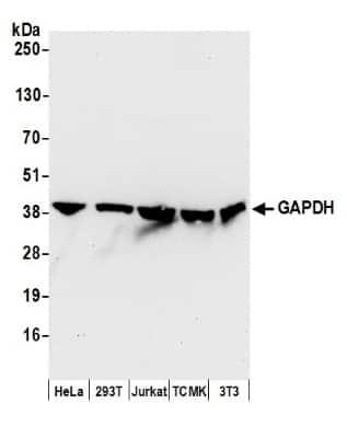 Western Blot: GAPDH Antibody [NB300-324] - Detection of Human and Mouse GAPDH by Western Blot. Theoretical molecular weight: 36 kDa. Samples: Whole cell lysate (50 ug) from HeLa, 293T, Jurkat, mouse TCMK-1, and mouse NIH3T3 cells prepared using NETN lysis buffer. Antibody: Affinity purified rabbit anti-GAPDH antibody NB300-324 used for WB at 0.04 ug/ml. Detection: Chemiluminescence with an exposure time of 10 seconds.