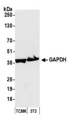 Western Blot: GAPDH Antibody [NB300-326] - Detection of mouse GAPDH by western blot. Samples: Whole cell lysate (50 ug) from TCMK-1 and NIH 3T3 cells prepared using NETN lysis buffer. Antibody: Affinity purified rabbit anti-GAPDH antibody NB300-326 used for WB at 0.04 ug/ml. Detection: Chemiluminescence with an exposure time of 10 seconds.