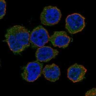 Immunocytochemistry/Immunofluorescence: GAPT Antibody [NBP3-17495] - Staining of human cell line THP-1 shows localization to plasma membrane.