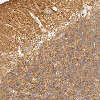 Immunohistochemistry-Paraffin: GARNL1 Antibody [NBP1-87982] - Staining of human cerebellum shows cytoplasmic positivity in Purkinje cells, cells in molecular layer and granular layer.
