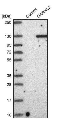 Western Blot GARNL3 Antibody - BSA Free