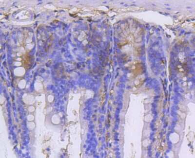 Immunohistochemistry-Paraffin: GARS Antibody (SC0651) [NBP2-67611] - Analysis of paraffin-embedded mouse colon tissue using anti-GARS antibody. Counter stained with hematoxylin.