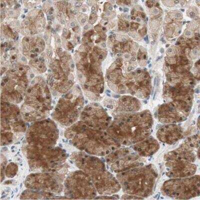 Immunohistochemistry-Paraffin: GART Antibody [NBP1-87291] - Staining of human stomach shows strong nuclear and cytoplasmic positivity in glandular cells.