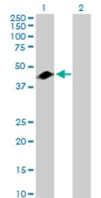 Western Blot: GART Antibody [H00002618-D01P] - Analysis of GART expression in transfected 293T cell line by GART rabbit polyclonal antibody.Lane 1: GART transfected lysate(46.00 KDa).Lane 2: Non-transfected lysate.