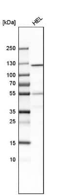 Western Blot: GART Antibody [NBP1-87290] - Analysis in human cell line HELA.