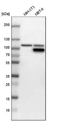 Western Blot: GART Antibody [NBP1-87290] - Analysis in mouse cell line NIH-3T3 and rat cell line NBT-II.