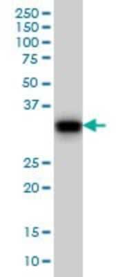 Western Blot: GAS2 Antibody (4E11) [H00002620-M01] - GAS2 monoclonal antibody (M01), clone 4E11 Analysis of GAS2 expression in NIH/3T3.