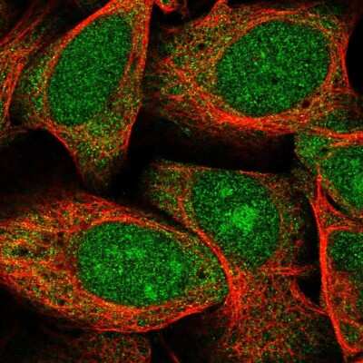 Immunocytochemistry/ Immunofluorescence GAS2 Antibody - BSA Free