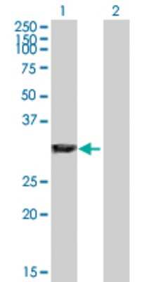 Western Blot: GAS2 Antibody [H00002620-D01P] - Analysis of GAS2 expression in transfected 293T cell line by GAS2 polyclonal antibody.Lane 1: GAS2 transfected lysate(34.90 KDa).Lane 2: Non-transfected lysate.