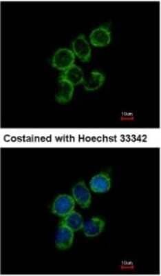 Immunocytochemistry/ Immunofluorescence GAS2L1 Antibody