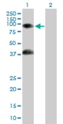 Western Blot: GAS2L1 Antibody [H00010634-B01P] - Analysis of GAS2L1 expression in transfected 293T cell line by GAS2L1 polyclonal antibody.  Lane 1: GAS2L1 transfected lysate(74.91 KDa). Lane 2: Non-transfected lysate.