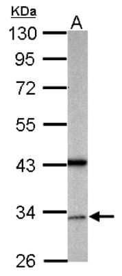 Western Blot GAS2L1 Antibody