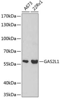 Western Blot: GAS2L1 Antibody [NBP3-04657] - Analysis of extracts of various cell lines, using GAS2L1 antibody at 1:500 dilution. Secondary antibody: HRP Goat Anti-Rabbit IgG (H+L) at 1:10000 dilution. Lysates/proteins: 25ug per lane. Blocking buffer: 3% nonfat dry milk in TBST.