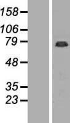 Western Blot: GAS2L1 Overexpression Lysate (Adult Normal) [NBL1-10972] Left-Empty vector transfected control cell lysate (HEK293 cell lysate); Right -Over-expression Lysate for GAS2L1.