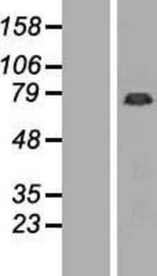 Western Blot: GAS2L1 Overexpression Lysate (Adult Normal) [NBP2-09832] Left-Empty vector transfected control cell lysate (HEK293 cell lysate); Right -Over-expression Lysate for GAS2L1.