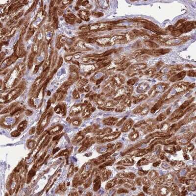 Immunohistochemistry-Paraffin: GAS2L3 Antibody [NBP2-33532] - Staining of human heart muscle shows distinct cytoplasmic positivity in myocytes.
