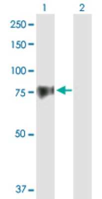 Western Blot: GAS2L3 Antibody [H00283431-B01P] - Analysis of GAS2L3 expression in transfected 293T cell line by GAS2L3 polyclonal antibody.  Lane 1: GAS2L3 transfected lysate(76.34 KDa). Lane 2: Non-transfected lysate.