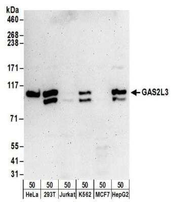 Western Blot: GAS2L3 Antibody [NBP2-30358] - Whole cell lysate (50 ug) from HeLa, 293T, Jurkat, K562, MCF7, and Hep G2 cells. Antibody used for WB at 0.1 ug/ml.  Detection: Chemiluminescence with an exposure time of 3 minutes.