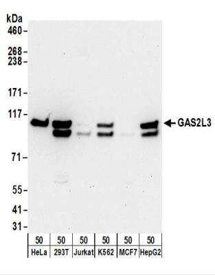 Western Blot: GAS2L3 Antibody [NBP2-30360] - Whole cell lysate (50 ug) from HeLa, 293T, Jurkat, K562, MCF7, and Hep G2 cells.  Antibody used for WB at 0.1 ug/ml.  Detection: Chemiluminescence with an exposure time of 30 seconds.