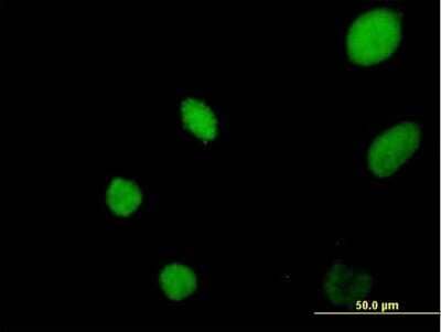 Immunocytochemistry/Immunofluorescence: GAS41 Antibody [H00008089-B02P] - Analysis of purified antibody to YEATS4 on HeLa cell. (antibody concentration 10 ug/ml)