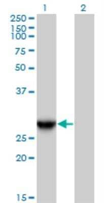 Western Blot: GAS41 Antibody [H00008089-B01P] - analysis of YEATS4 expression in transfected 293T cell line by YEATS4 MaxPab polyclonal antibody. Lane 1: YEATS4 transfected lysate (25.08 KDa). Lane 2: Non-transfected lysate.