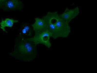 Immunocytochemistry/Immunofluorescence: GAS7 Antibody (2F6) [NBP2-03061] - Staining of COS7 cells transiently transfected by pCMV6-ENTRY GAS7.