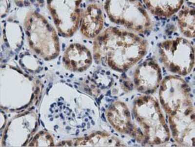 Immunohistochemistry-Paraffin: GAS7 Antibody (2F6) [NBP2-03061] - Staining of paraffin-embedded Human Kidney tissue using anti-GAS7 mouse monoclonal antibody.