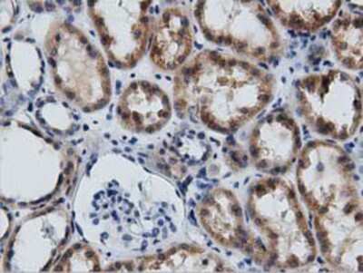 Immunohistochemistry-Paraffin: GAS7 Antibody (2F6) [NBP2-03061] - Staining of paraffin-embedded Human Kidney tissue using anti-GAS7 mouse monoclonal antibody.